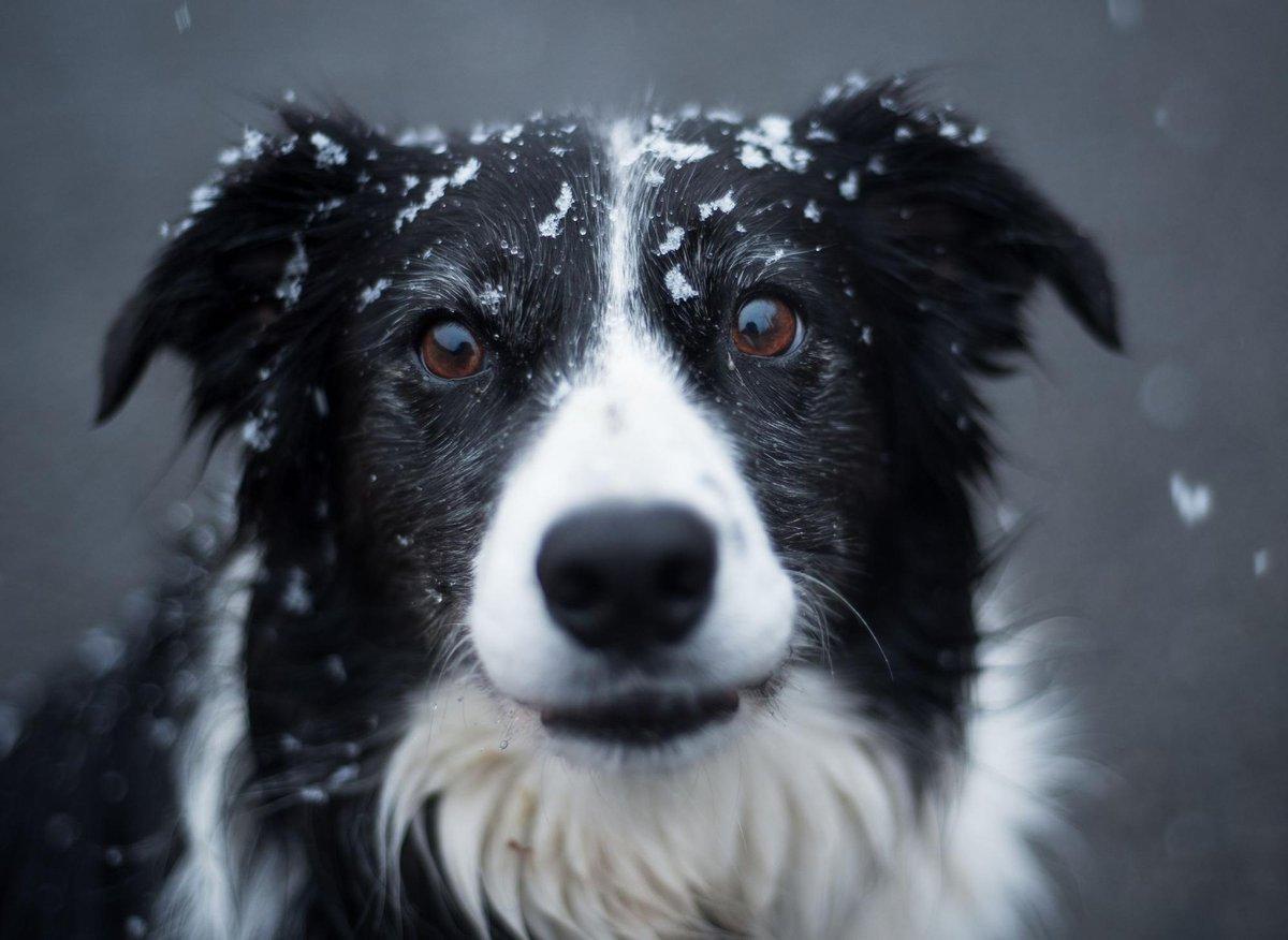 1200x876 Top Border Collie Names: Here are the 10 most popular puppy names in the world for loving Border Collie pups