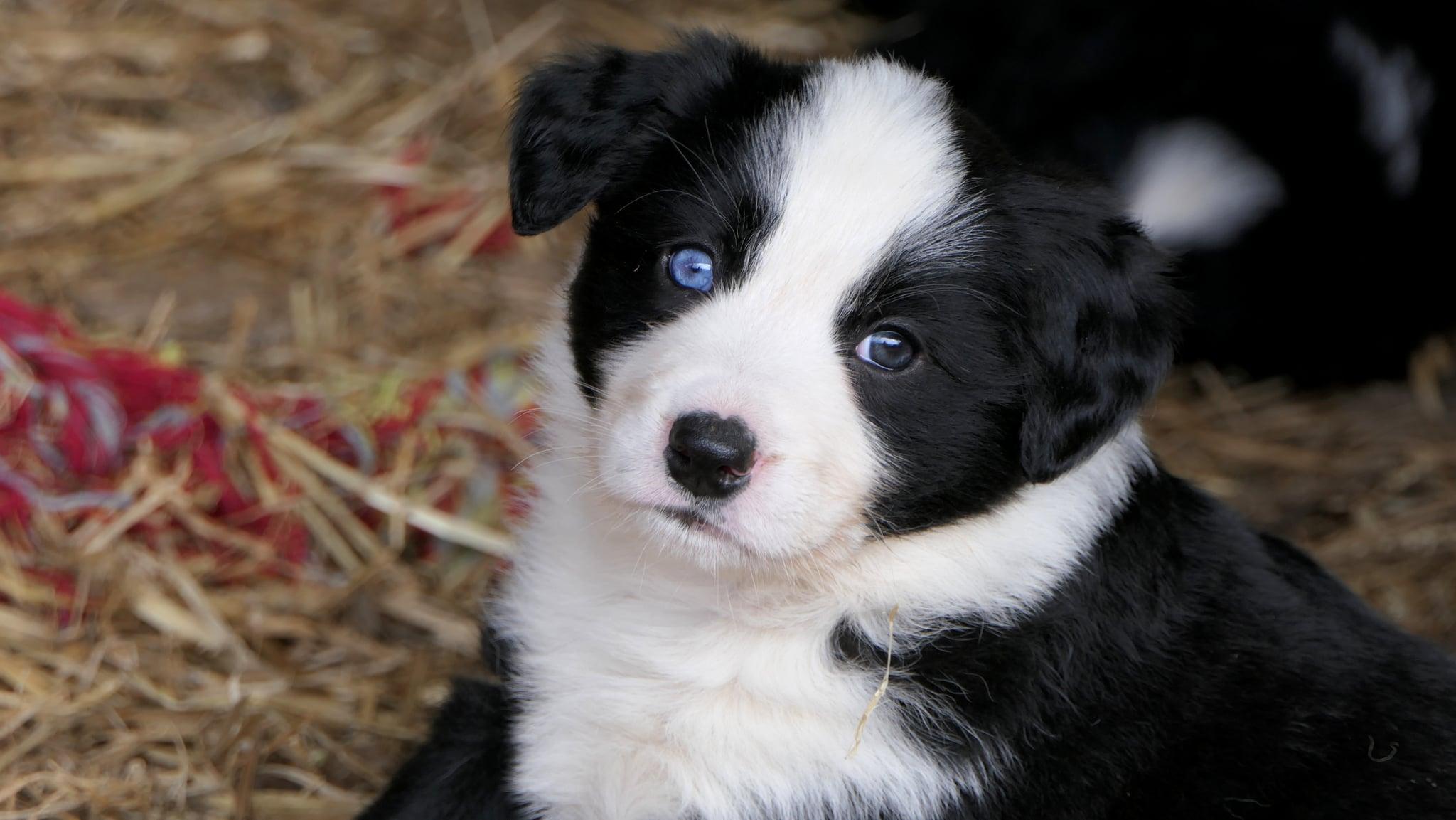2048x1153 Cute Picture of Border Collies