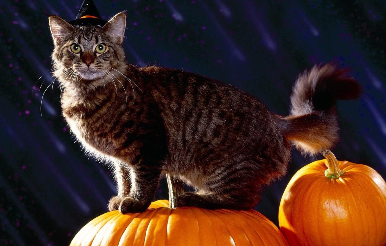 Halloween cat 1080P 2K 4K 5K HD wallpapers free download  Wallpaper  Flare