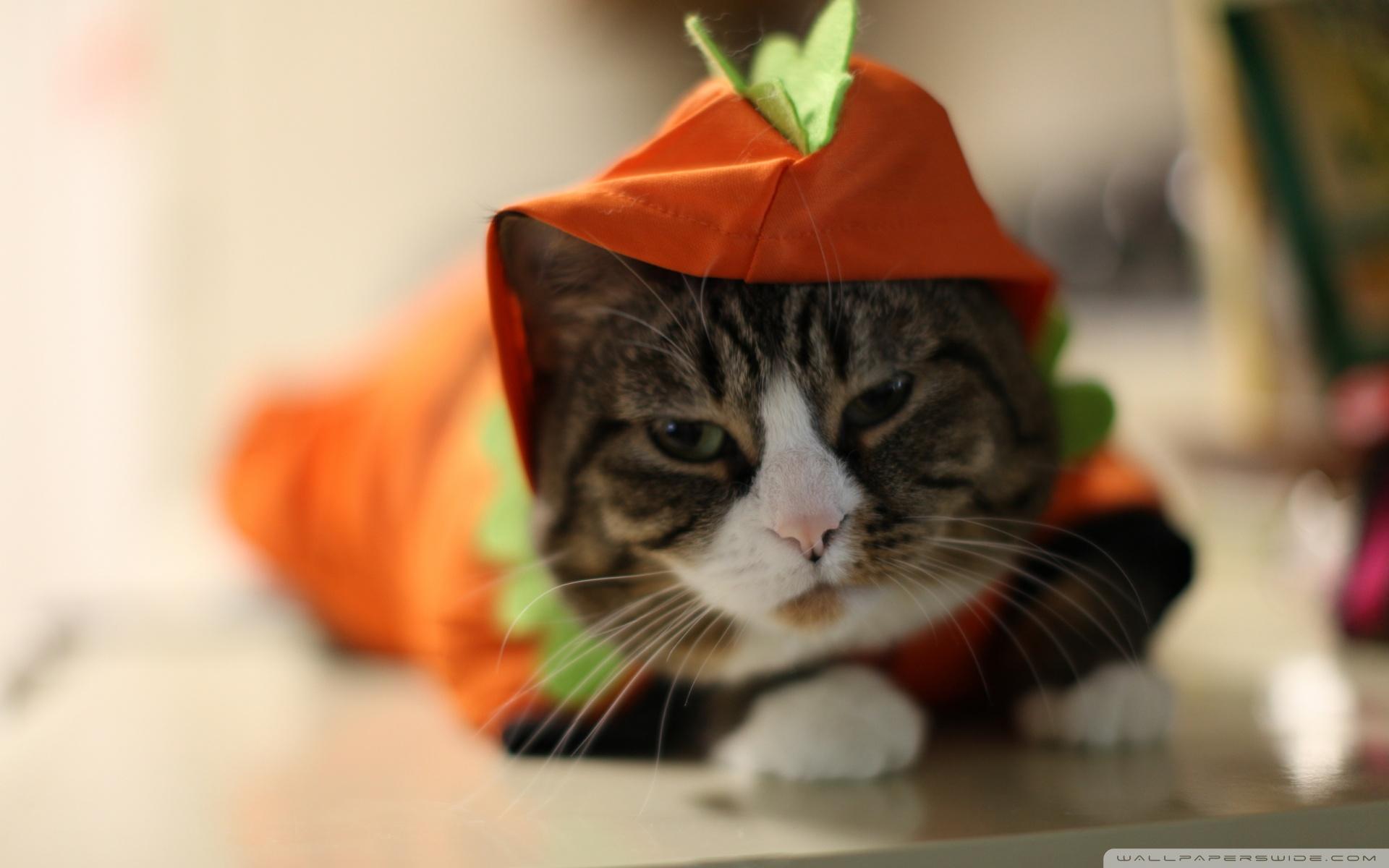 1920x1200 Halloween Funny Cat Ultra HD Desktop Background Wallpaper for 4K UHD TV : Tablet