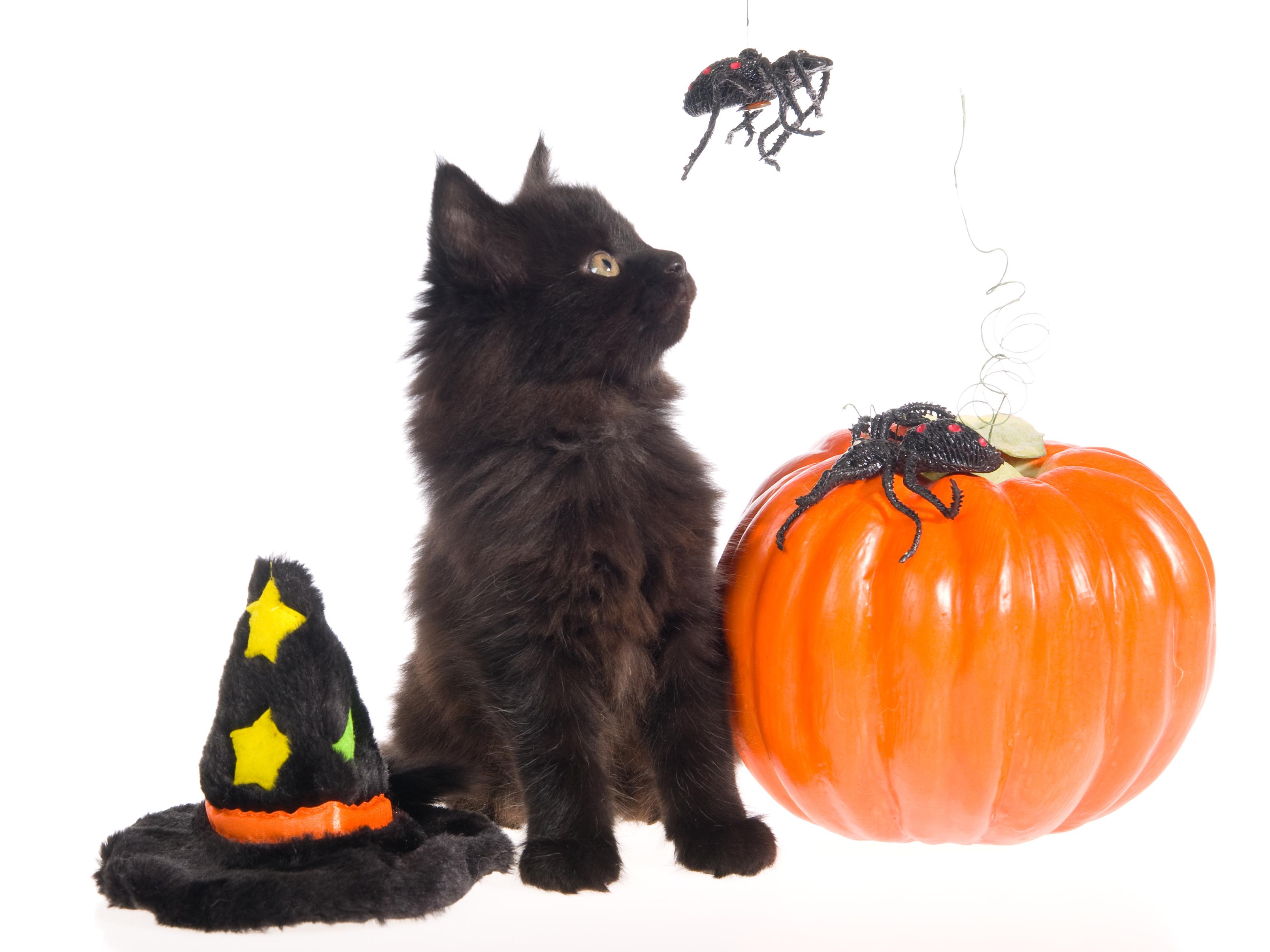 3214x2410 Desktop Wallpaper Kittens cat Spiders Hat Pumpkin 3214x2410