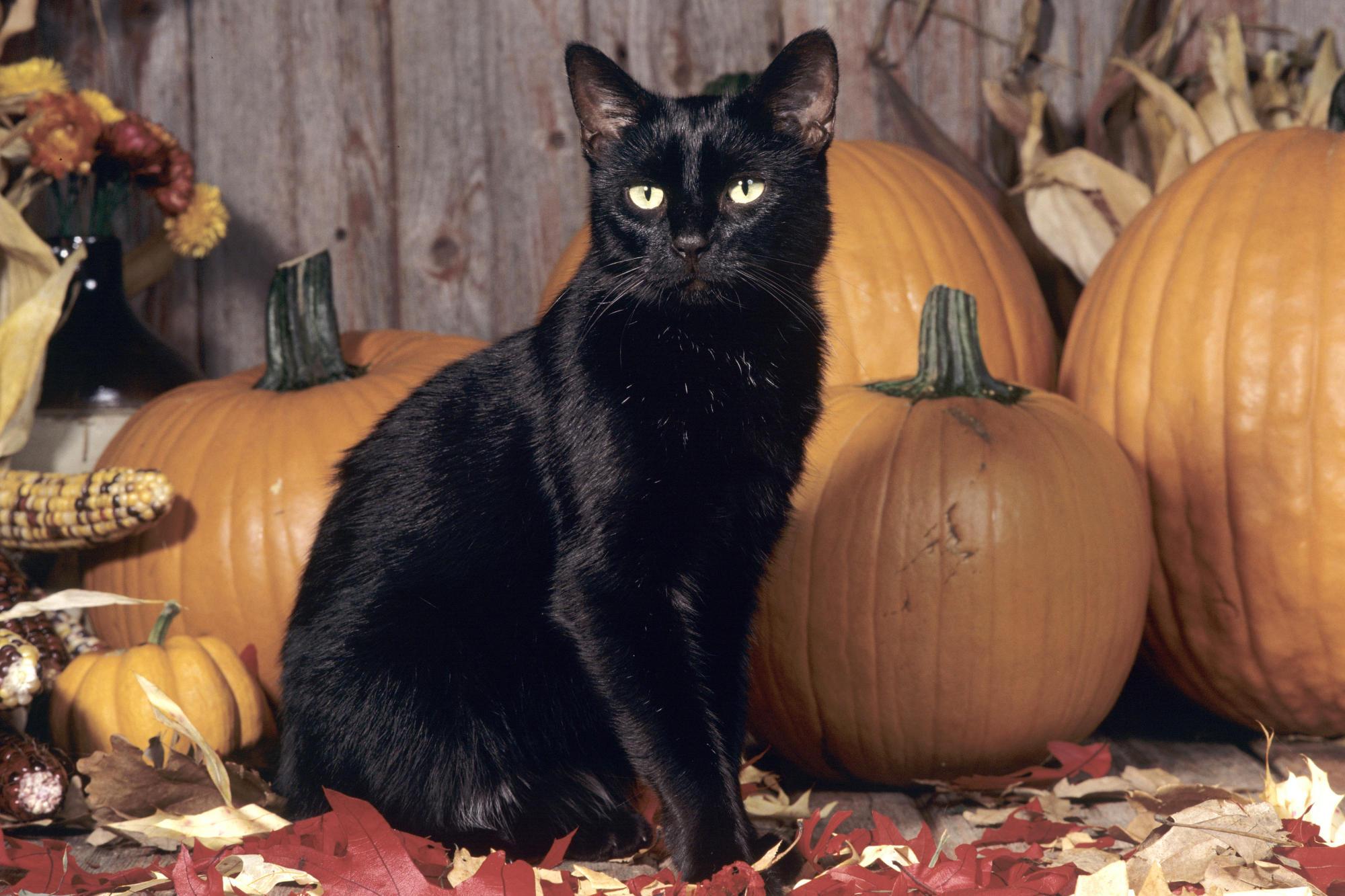 2000x1333 Scary Black Cat Wallpaper 308 2000x1333 px