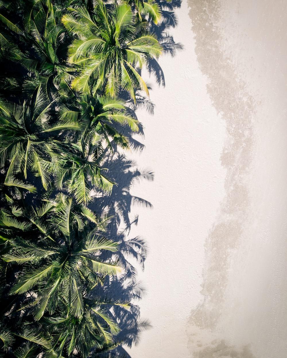 1000x1250 Tropical Christmas Picture. Download Free Image