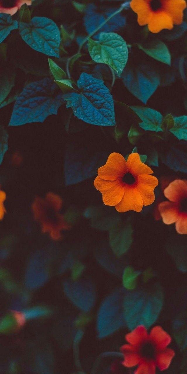 640x1280 Green And Orange Wallpaper