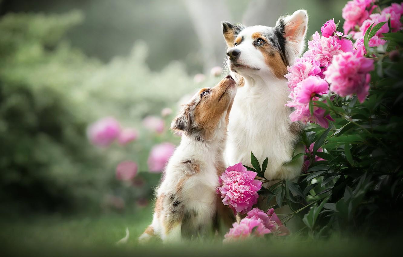 Dog Flower Wallpapers Top Free Dog Flower Backgrounds WallpaperAccess