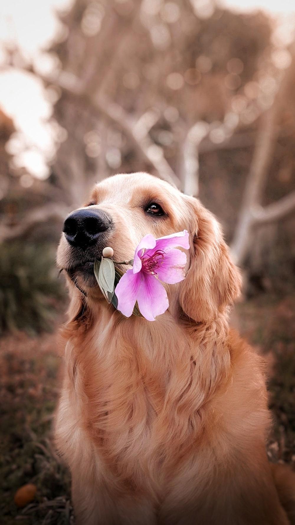 Dog Flower Wallpapers - Top Free Dog Flower Backgrounds - WallpaperAccess