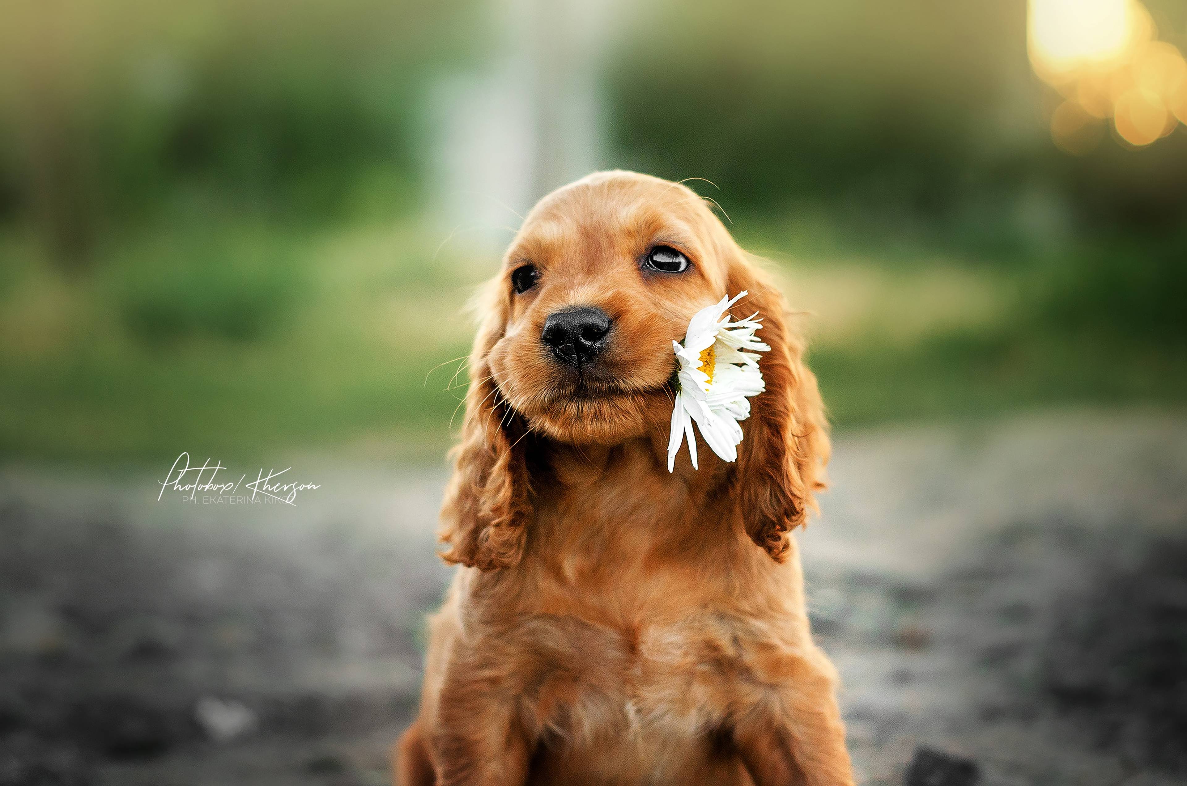 Dog Flower Wallpapers - Top Free Dog Flower Backgrounds - WallpaperAccess