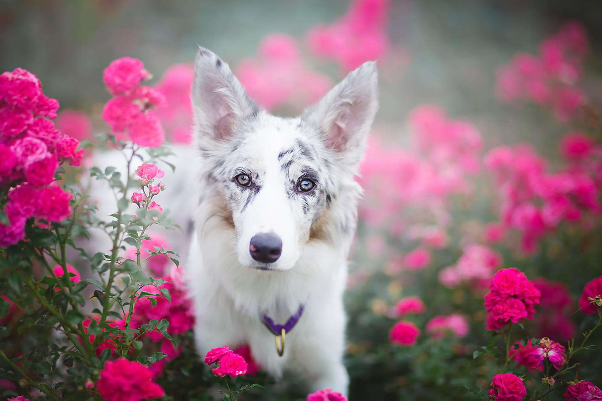 Dog Flower Wallpapers - Top Free Dog Flower Backgrounds - WallpaperAccess