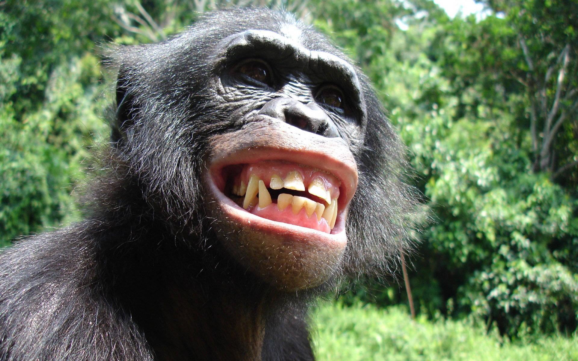 1920x1200 Download Funny Chimpanzee Smile Wallpaper