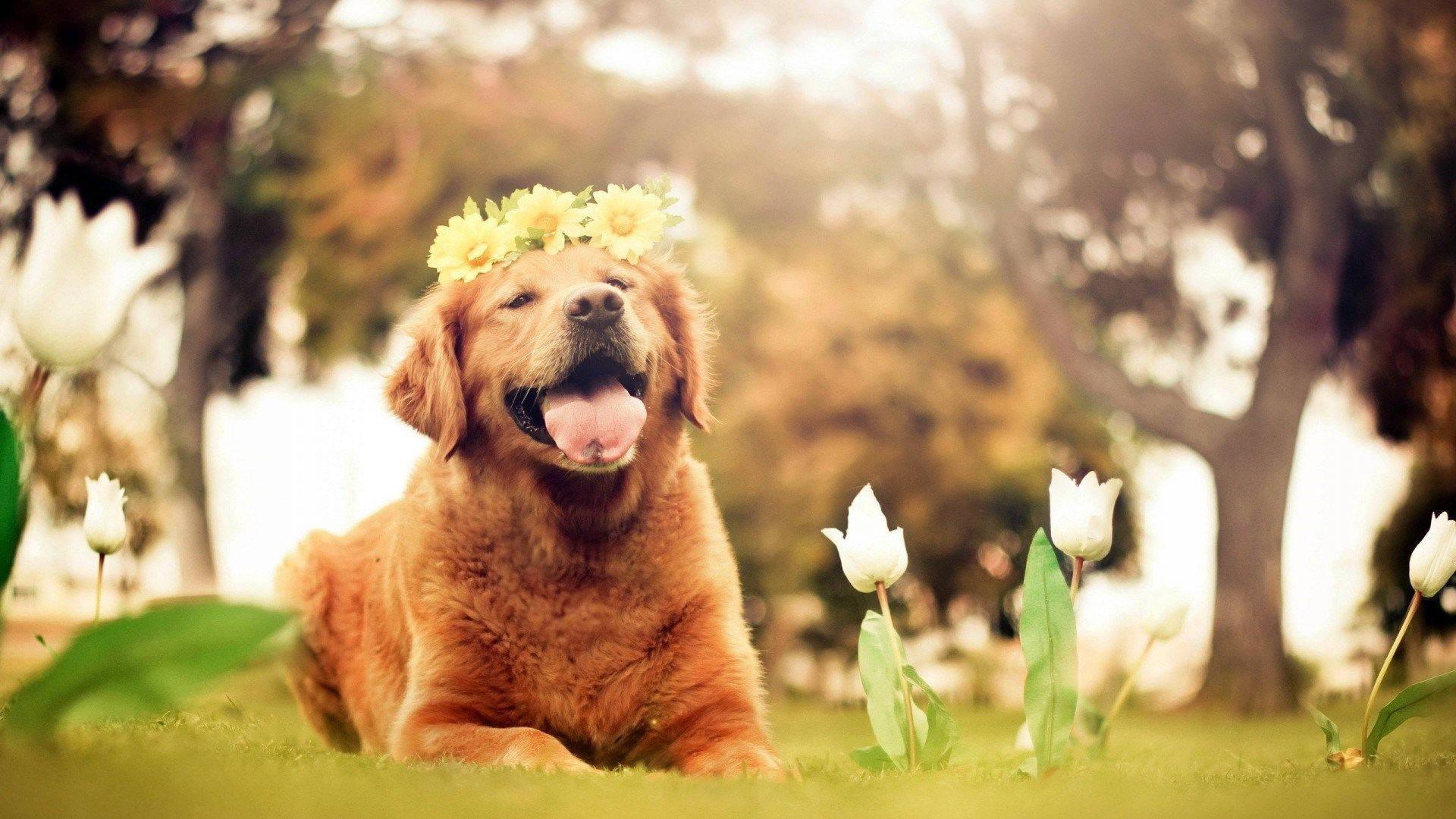 Dog Flower Wallpapers - Top Free Dog Flower Backgrounds - WallpaperAccess