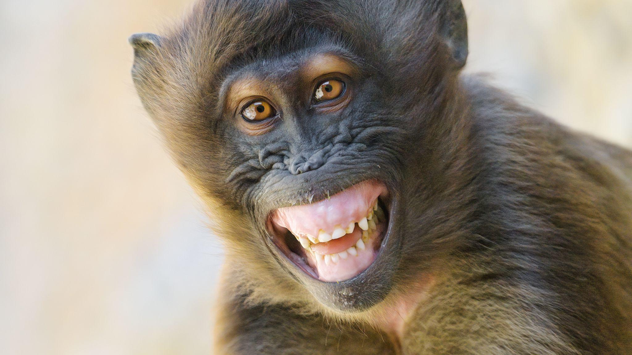 Smile Funny Wallpapers - Top Free Smile Funny Backgrounds - WallpaperAccess
