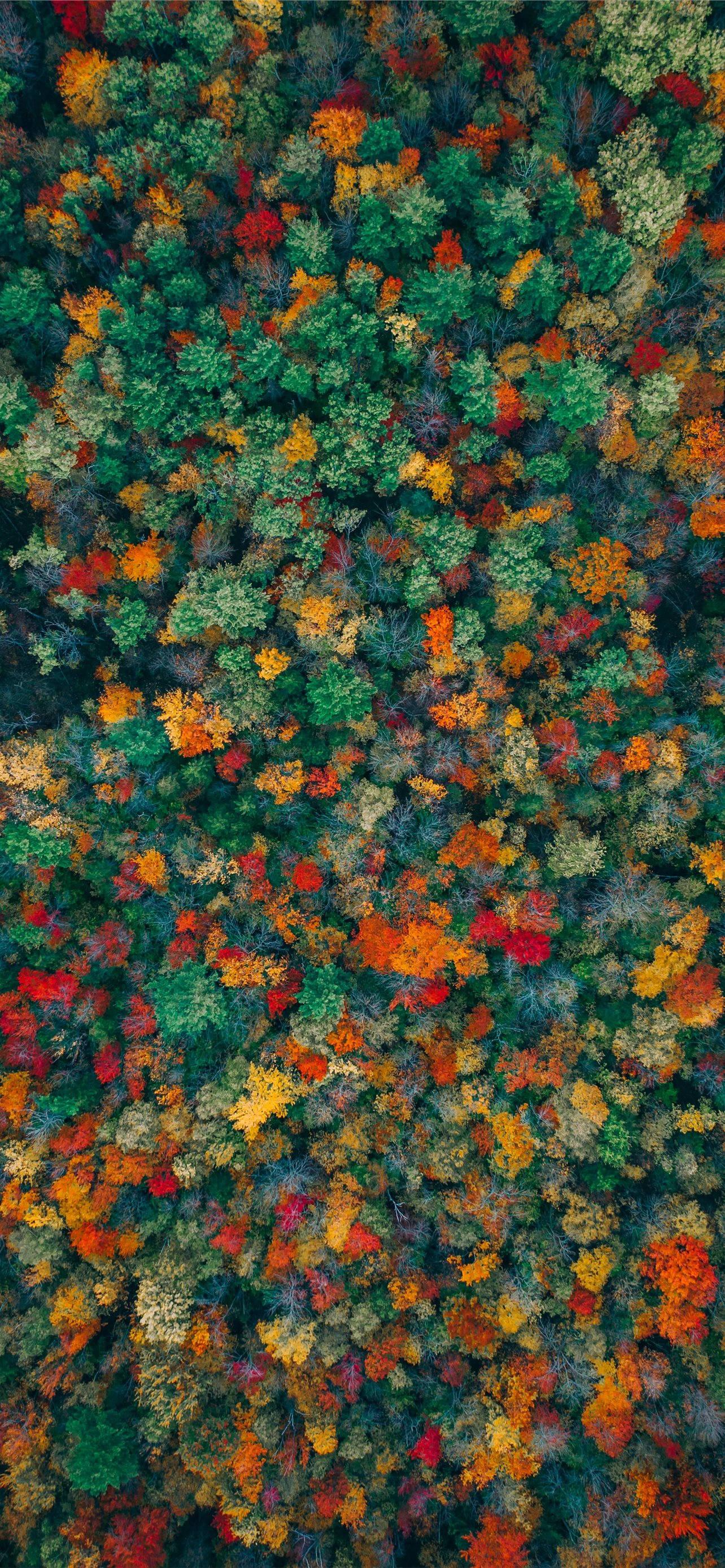 1284x2778 Download Green And Orange Trees Fall iPhone Wallpaper