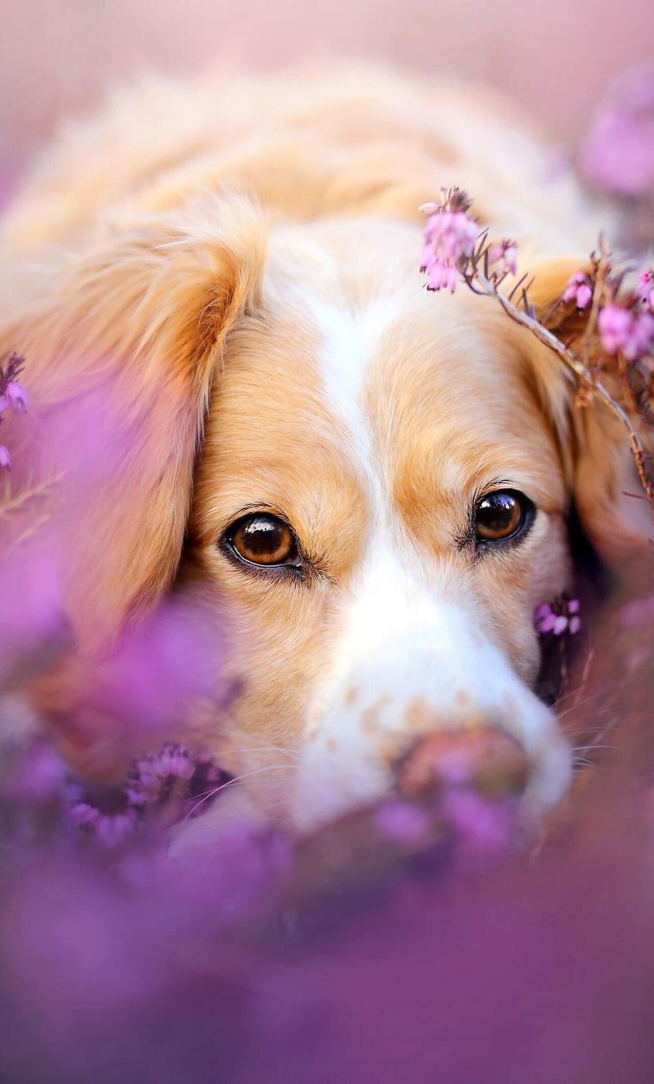 Dog Flower Wallpapers - Top Free Dog Flower Backgrounds - WallpaperAccess