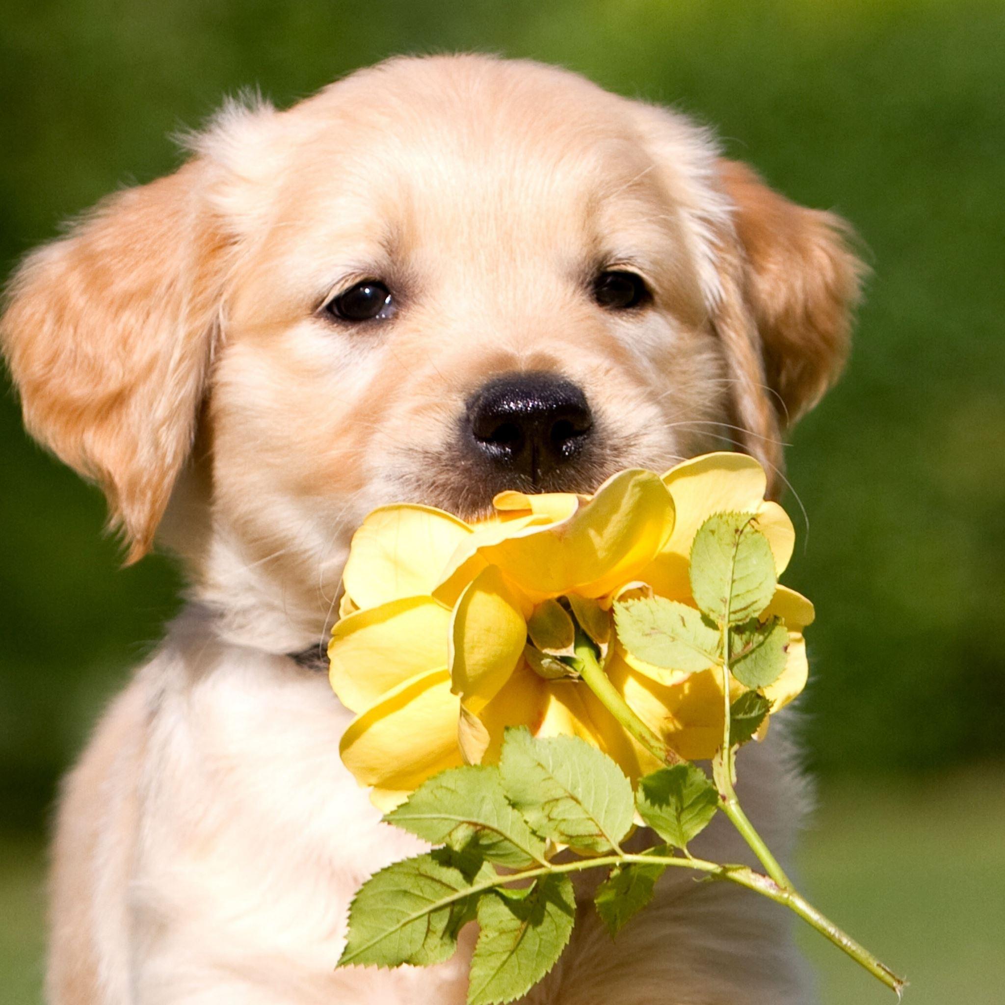2048x2048 Retriever Puppy Petals Flower iPad Air Wallpaper Free Download