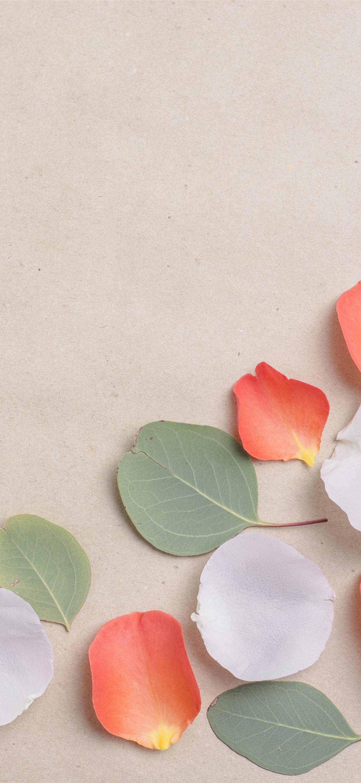 1242x2688 Wallpaper White and orange petals, green leaves 5120x2880 UHD 5K Picture, Image