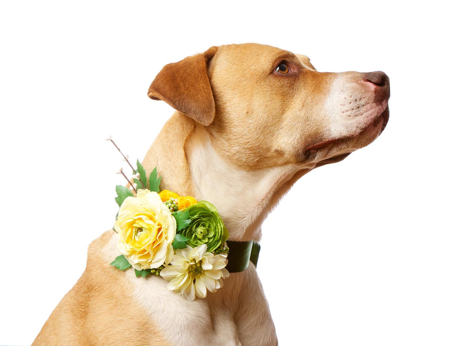 1500x1125 A guide to pet safe flowers and plants