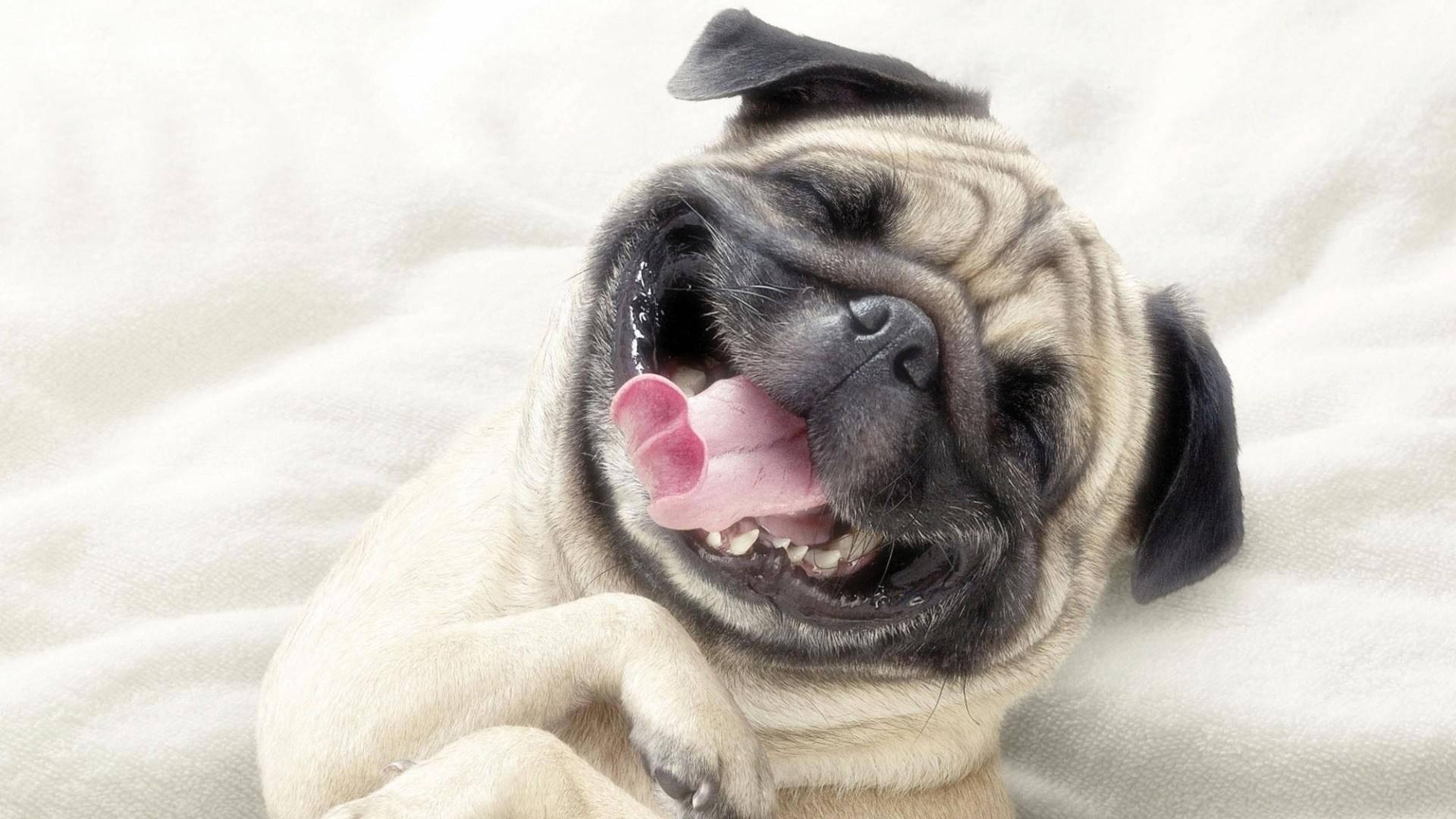 1920x1080 Download Pug Funny Smile Wallpaper