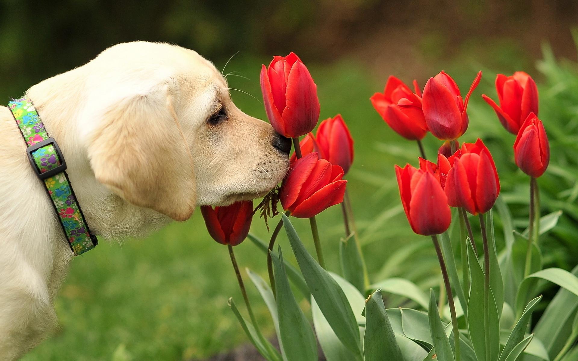 1920x1200 dog, Flowers, Tulips, Dogs, Puppy Wallpaper HD / Desktop and Mobile Background