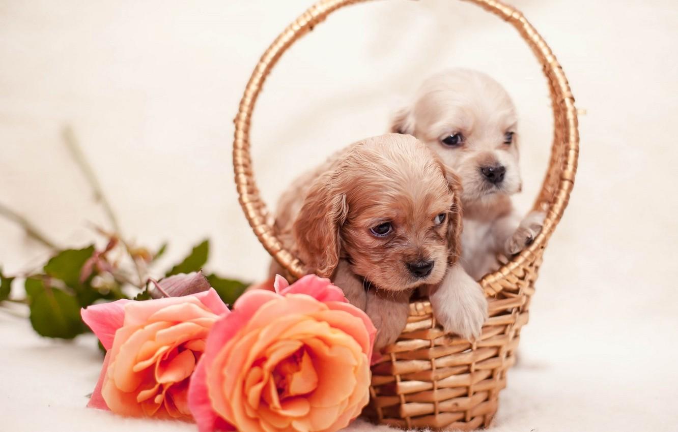 Dog Flower Wallpapers - Top Free Dog Flower Backgrounds - WallpaperAccess