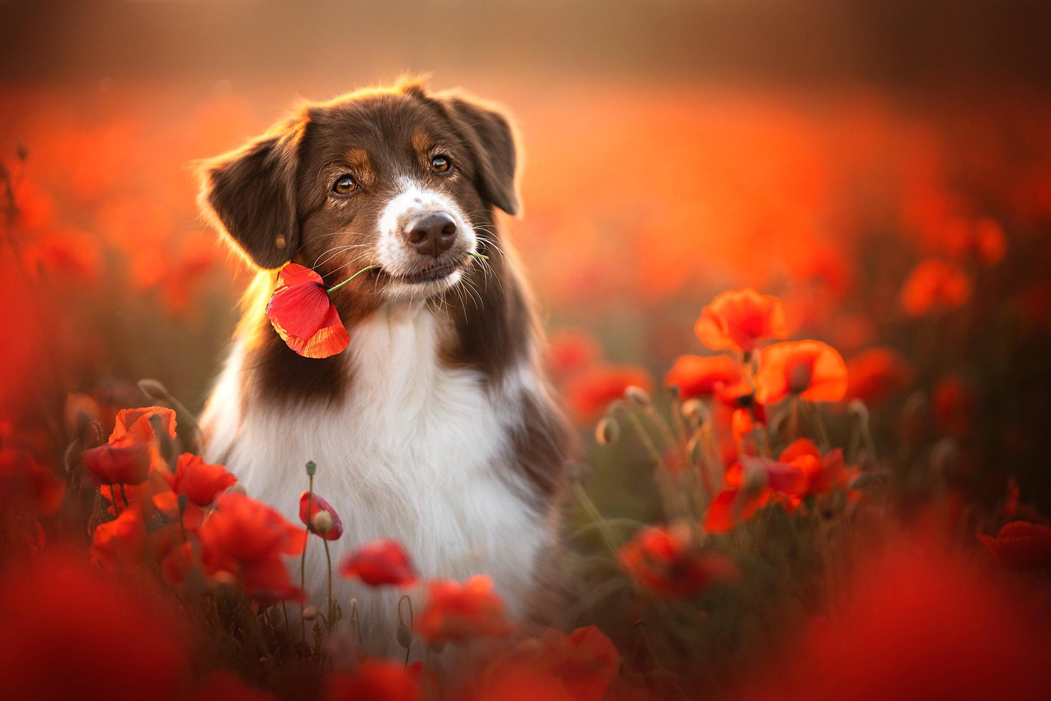 Dog Flower Wallpapers - Top Free Dog Flower Backgrounds - WallpaperAccess