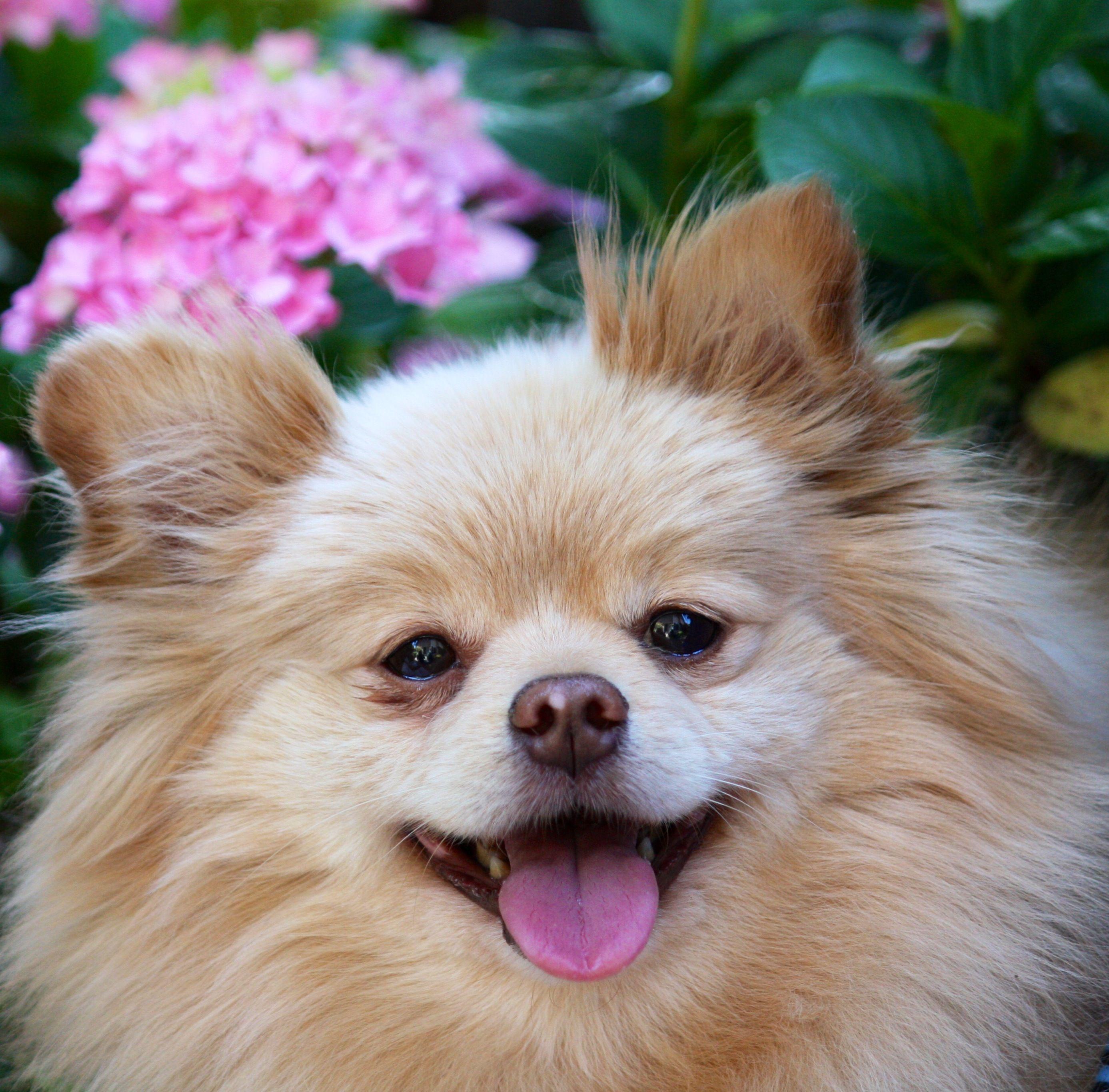 2773x2730 Pomeranian dog and a flower photo. Pomeranian dog, Dogs, Spitz type dogs