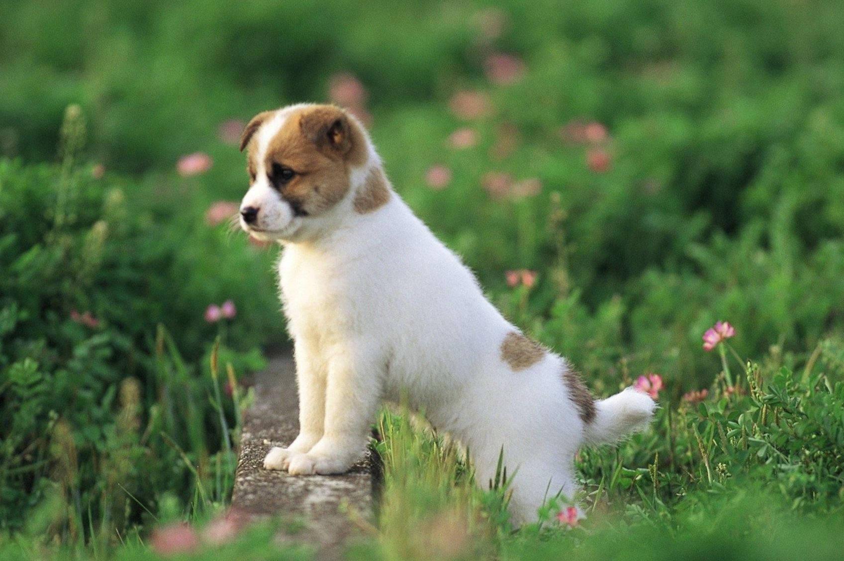 1697x1128 Download Dog Wallpaper