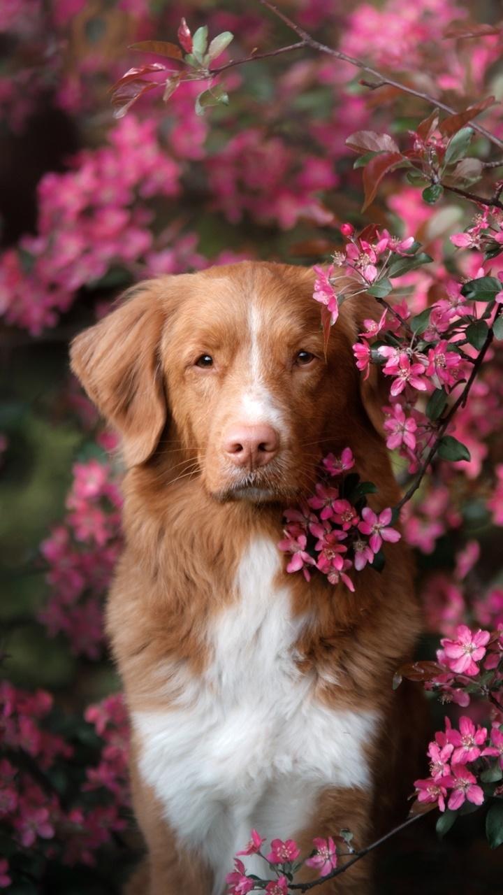 720x1280 Wallpaper / Animal Nova Scotia Duck Tolling Retriever Phone Wallpaper, Pink Flower, Dog, 720x1280 free download