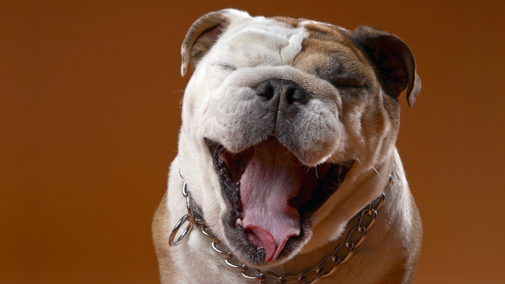 1920x1080 Wallpaper / smile, funny, happy, puppy, dog, animal free download