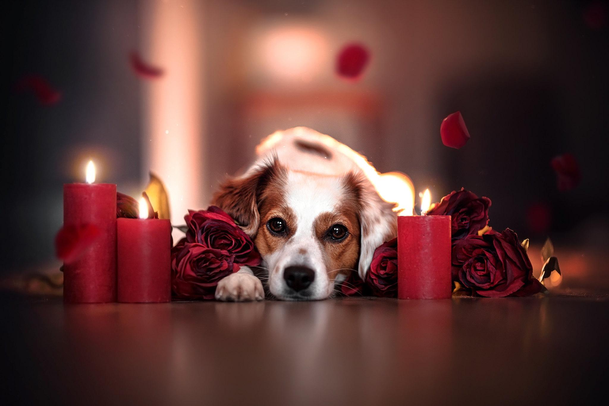 Dog Flower Wallpapers - Top Free Dog Flower Backgrounds - WallpaperAccess