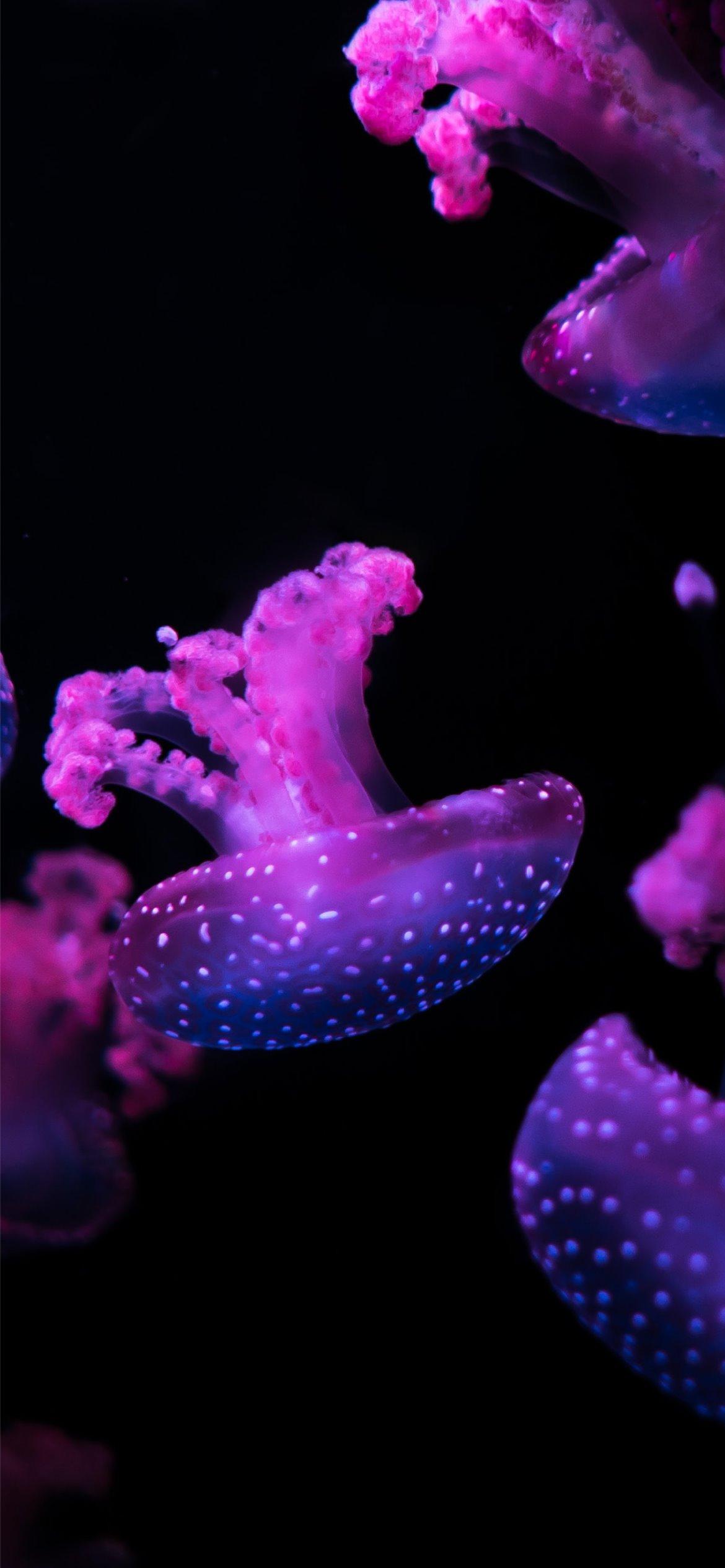1170x2531 Free Purple Aesthetic Wallpaper Background Perfect For Your iPhone