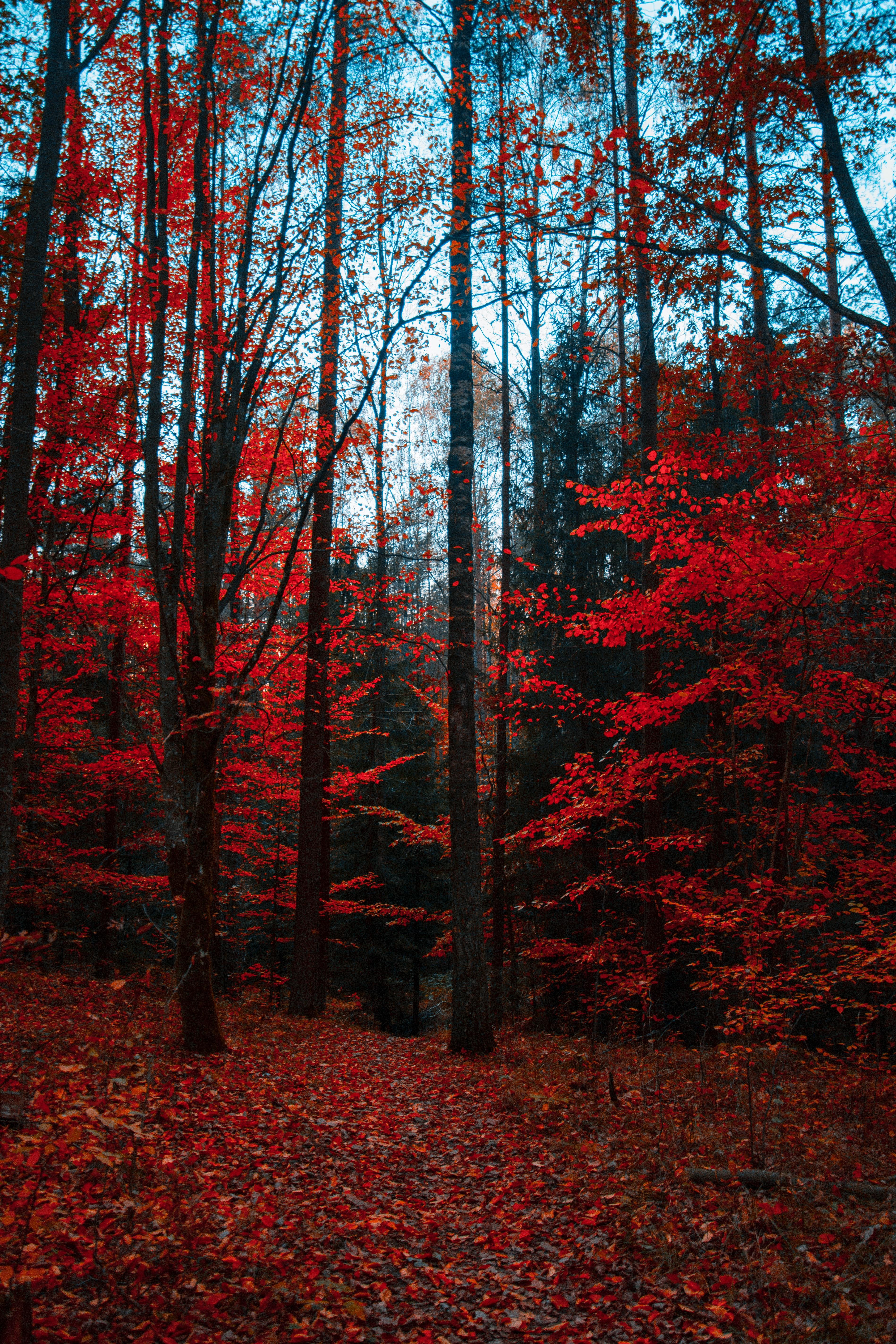 3795x5693 Autumn Wallpaper Photo, Download Free Autumn Wallpaper & HD Image