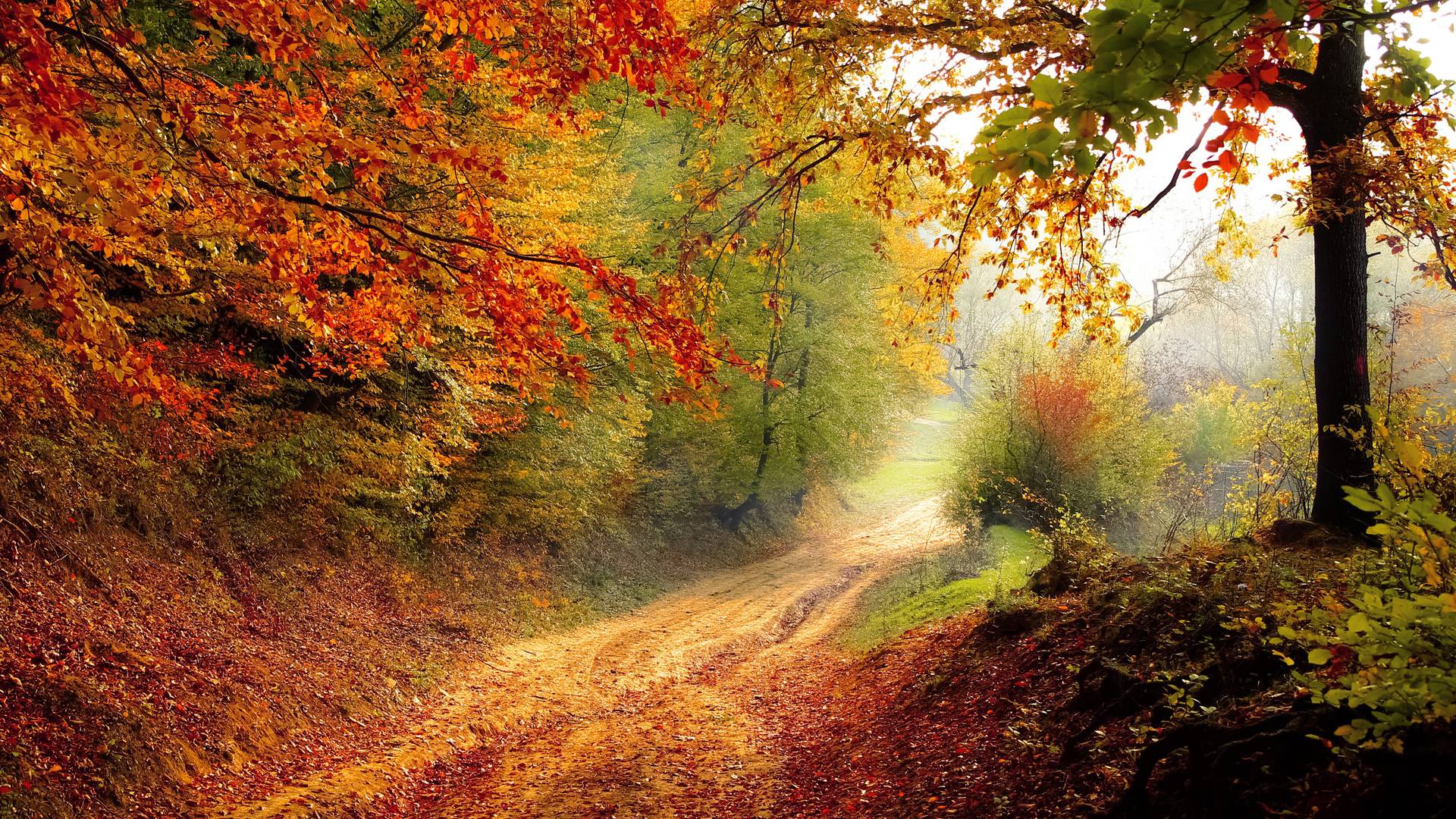 1920x1080 Autumn Road Laptop Full HD 1080P HD 4k Wallpaper, Image, Background, Photo and Picture