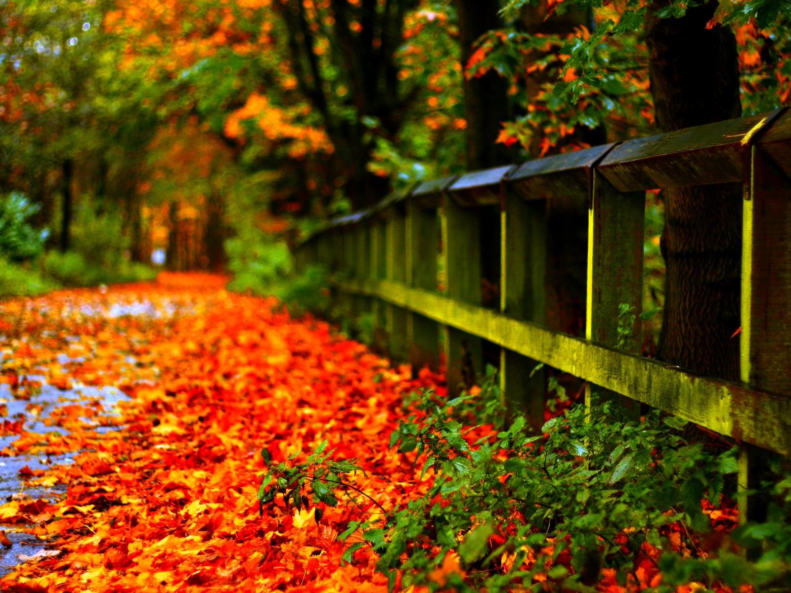 1600x1200 Carpet of autumn leaves in th park