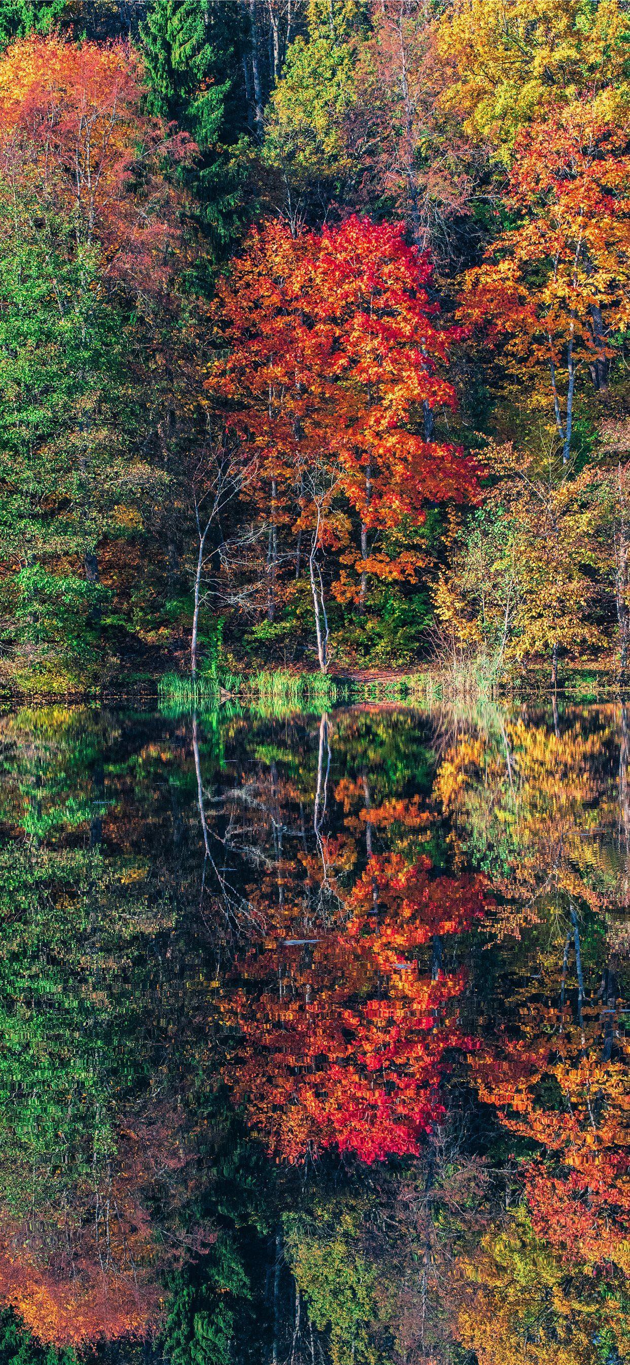1242x2688 view of trees iPhone SE Wallpaper Free Download