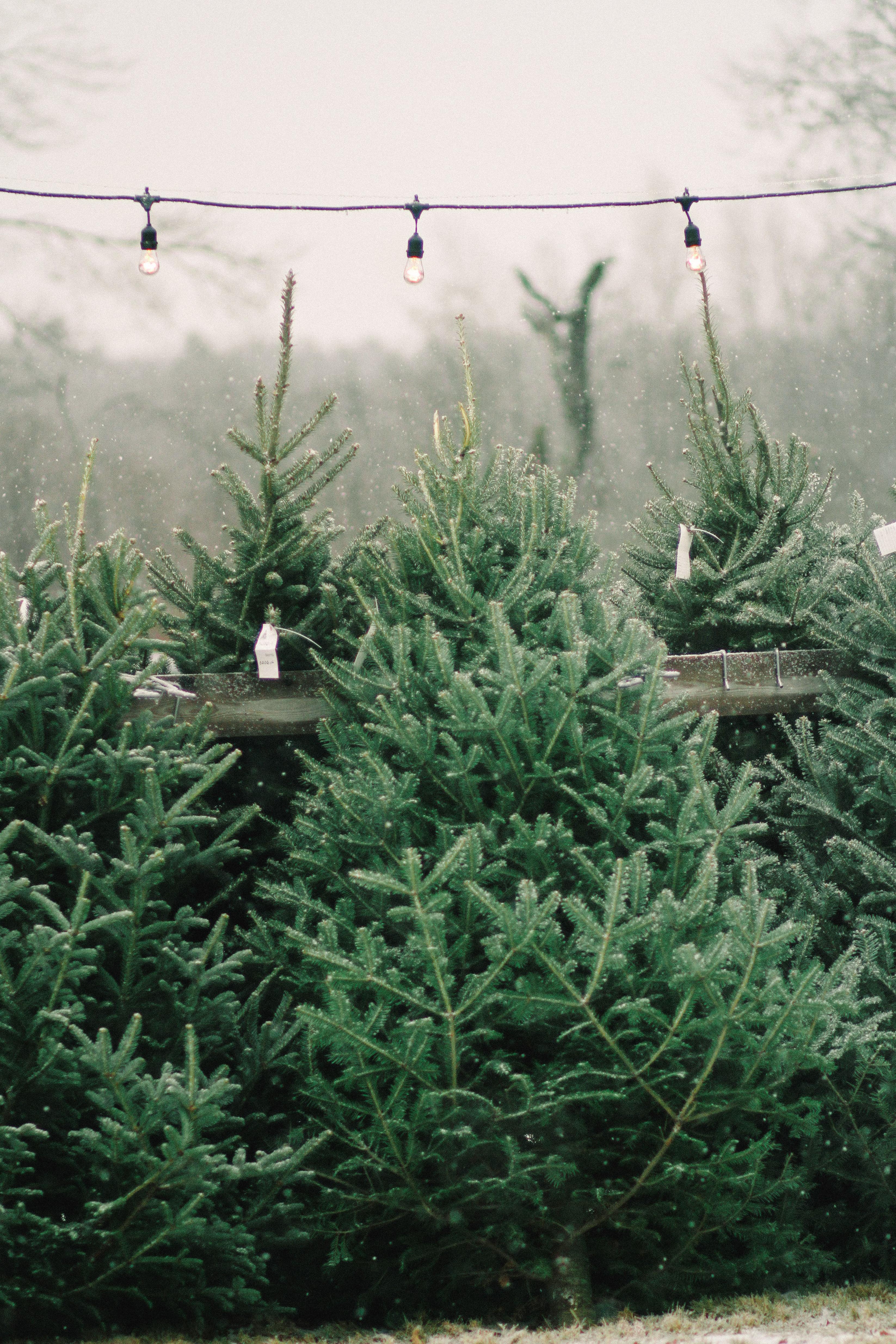 3293x4939 Christmas Tree Farm Wallpaper
