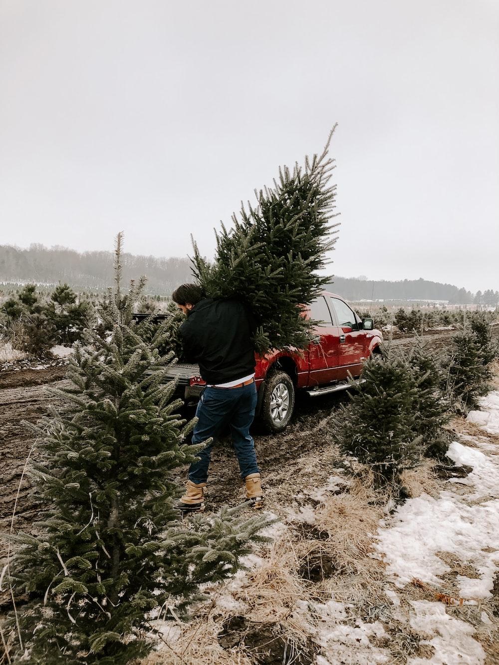 Christmas Tree Farm Wallpapers - Top Free Christmas Tree Farm