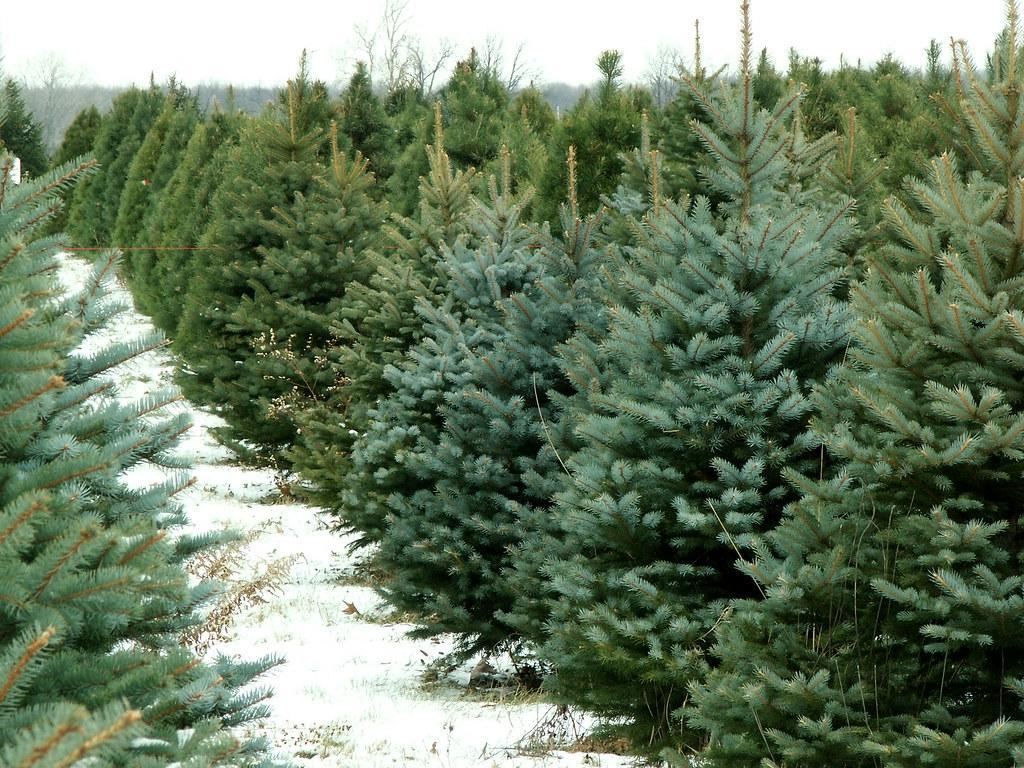 Christmas Tree Farm Wallpapers - Top Free Christmas Tree Farm