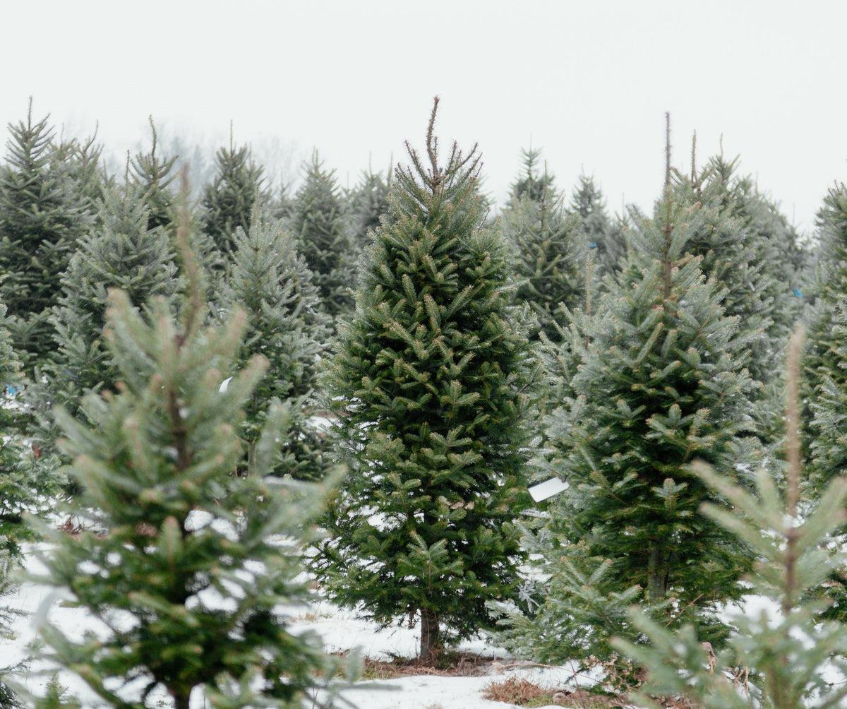 Christmas Tree Farm Wallpapers - Top Free Christmas Tree Farm ...