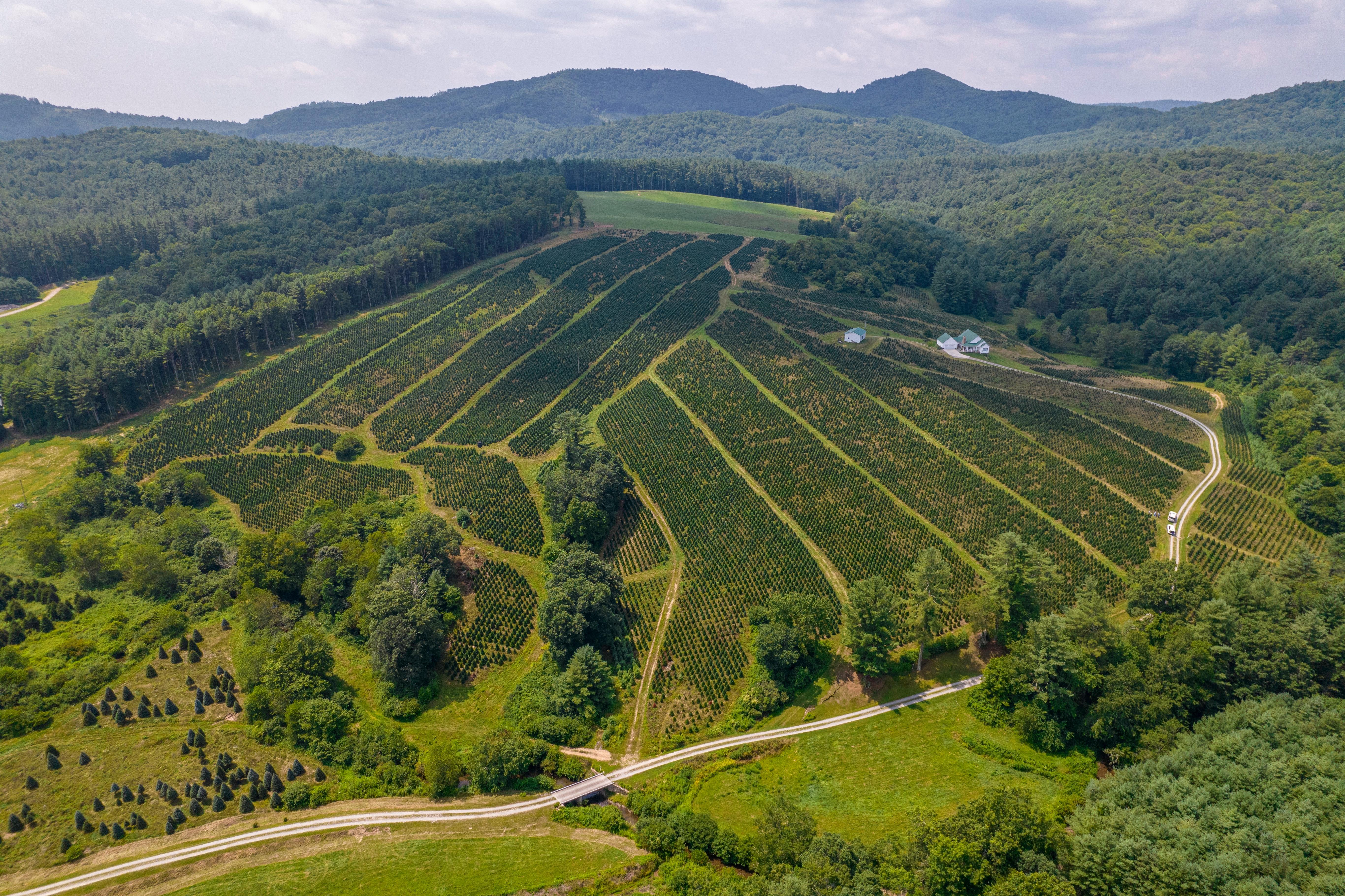 5464x3640 Christmas Tree Farm Photo, Download Free Christmas Tree Farm & HD Image