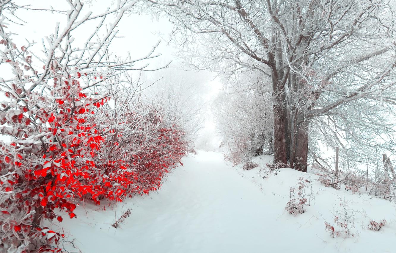 1332x850 Wallpaper winter, leaves, snow, nature, fog, tree, morning, beautiful, panorama, New year, new year, alley, Landscapes, the bushes, merry christmas, christmas tree image for desktop, section пейзажи
