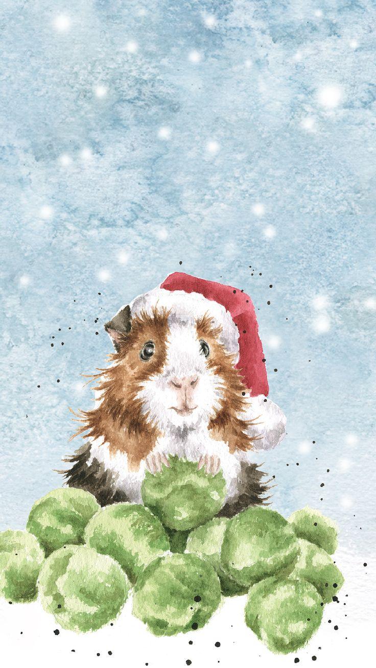 Guinea Pig Christmas Wallpapers - Top Free Guinea Pig Christmas Backgrounds - WallpaperAccess