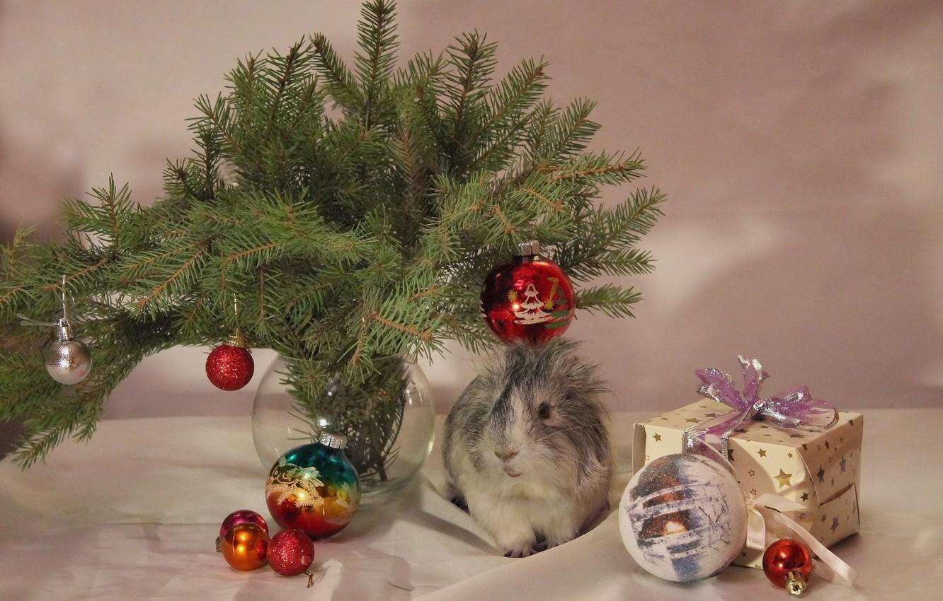Guinea Pig Christmas Wallpapers Top Free Guinea Pig Christmas