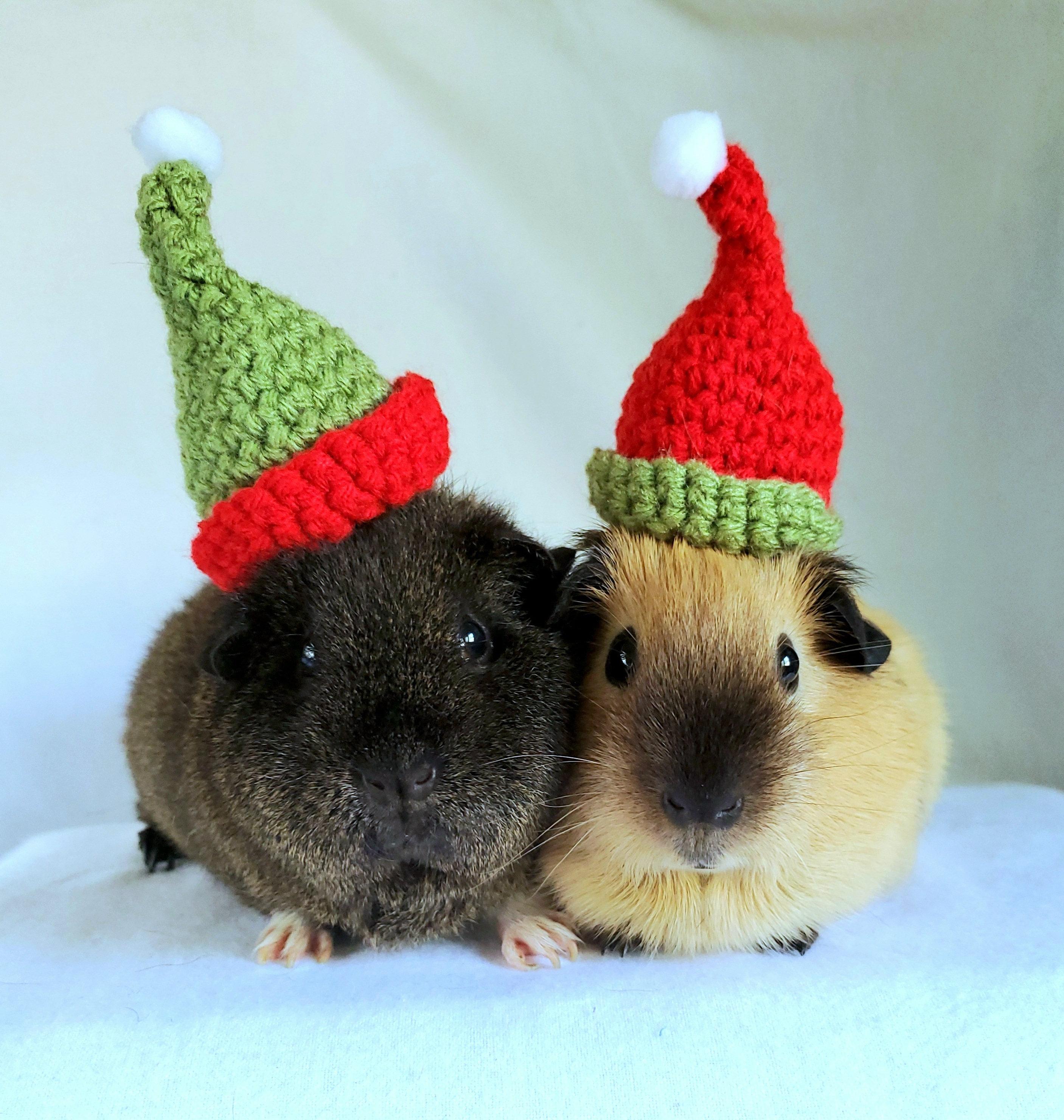 Guinea Pig Christmas Wallpapers - Top Free Guinea Pig Christmas ...