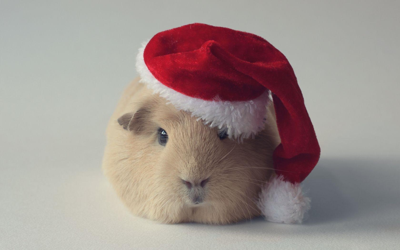 Guinea Pig Christmas Wallpapers - Top Free Guinea Pig Christmas ...