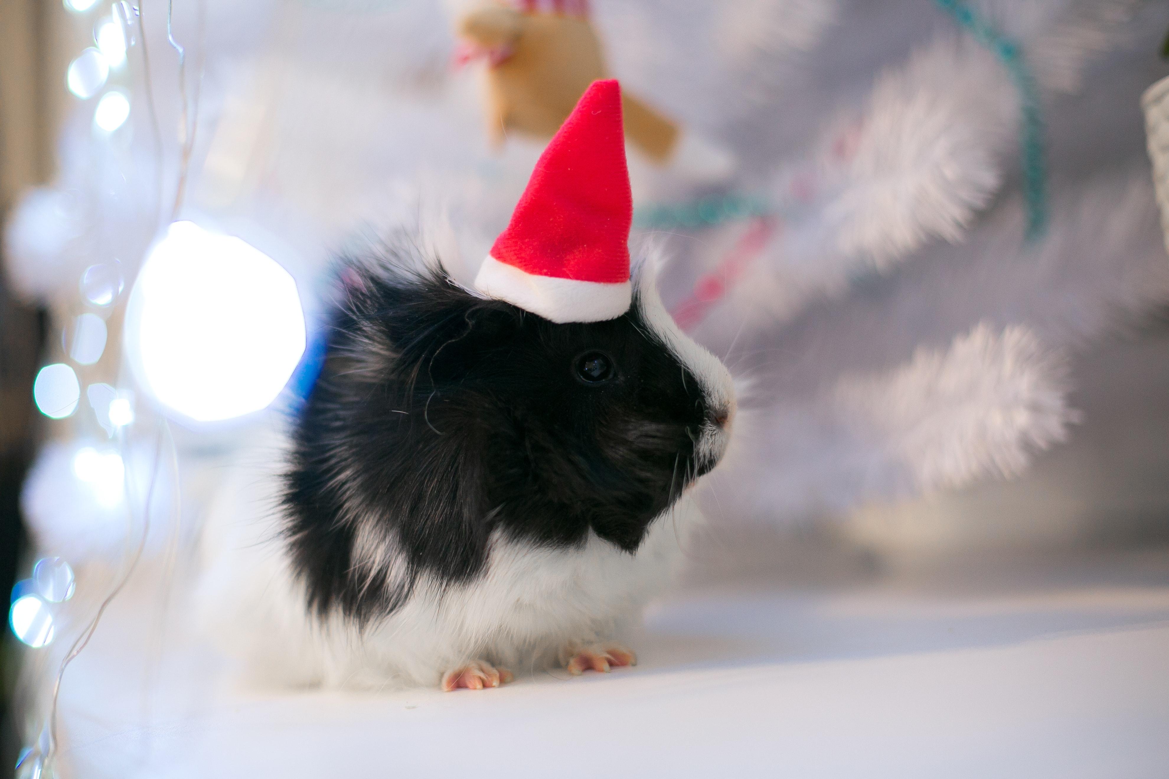 Guinea Pig Christmas Wallpapers - Top Free Guinea Pig Christmas Backgrounds - WallpaperAccess