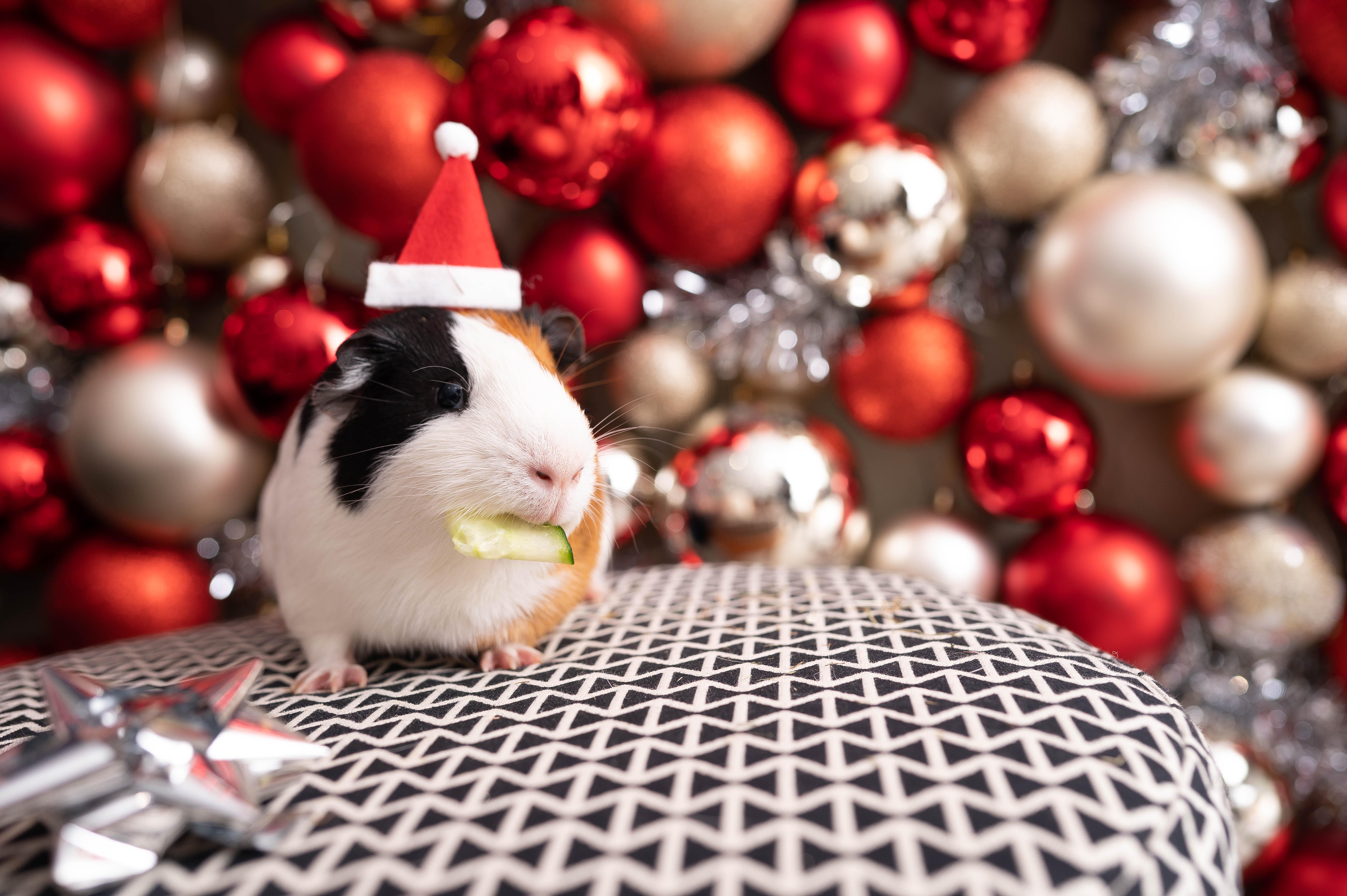 Guinea Pig Christmas Wallpapers - Top Free Guinea Pig Christmas Backgrounds - WallpaperAccess