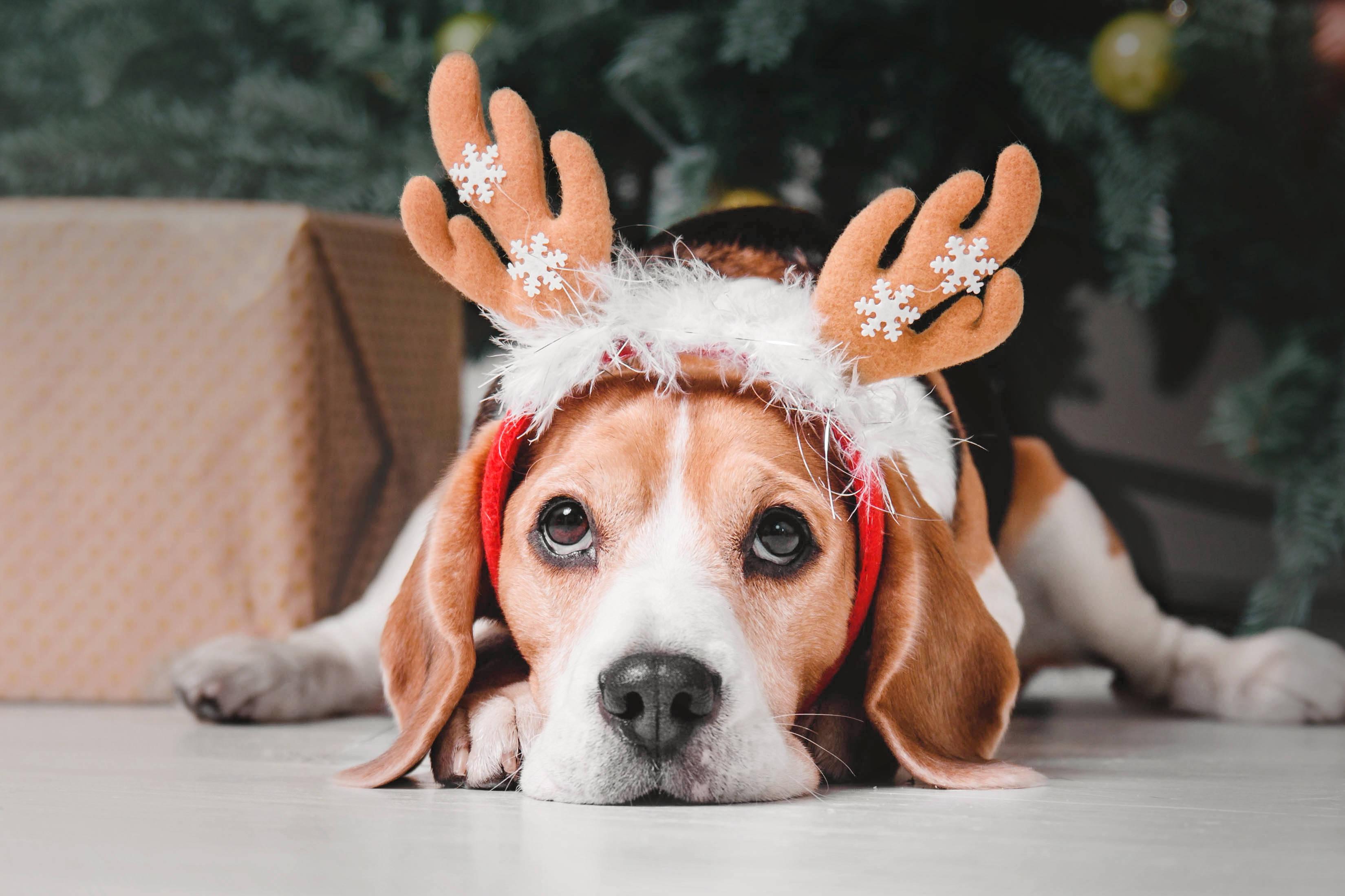 3300x2200 Download Beagle With Christmas Reindeer Ears Wallpaper