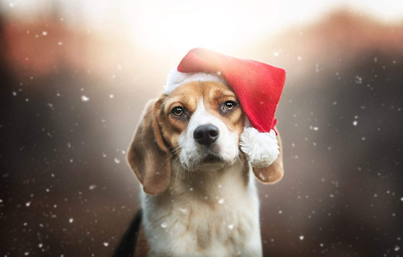 1332x850 Wallpaper winter, look, snow, nature, pose, portrait, dog, Christmas, puppy, New year, face, snowfall, bokeh, Beagle, the Santa hat image for desktop, section собаки