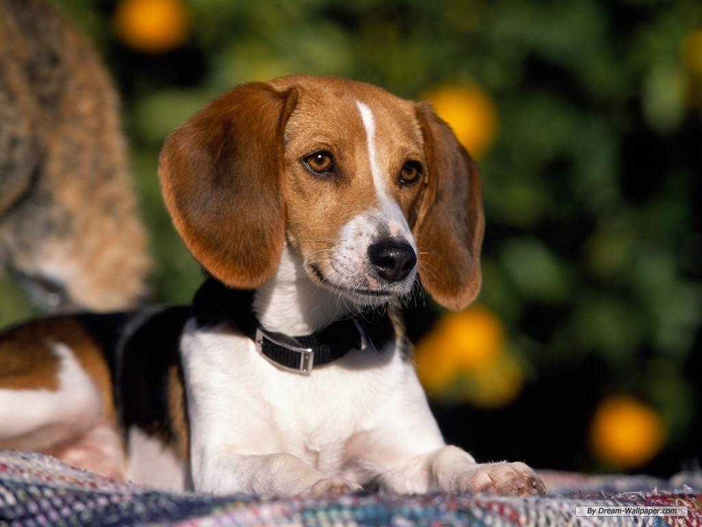 1024x768 Beagle Wallpaper