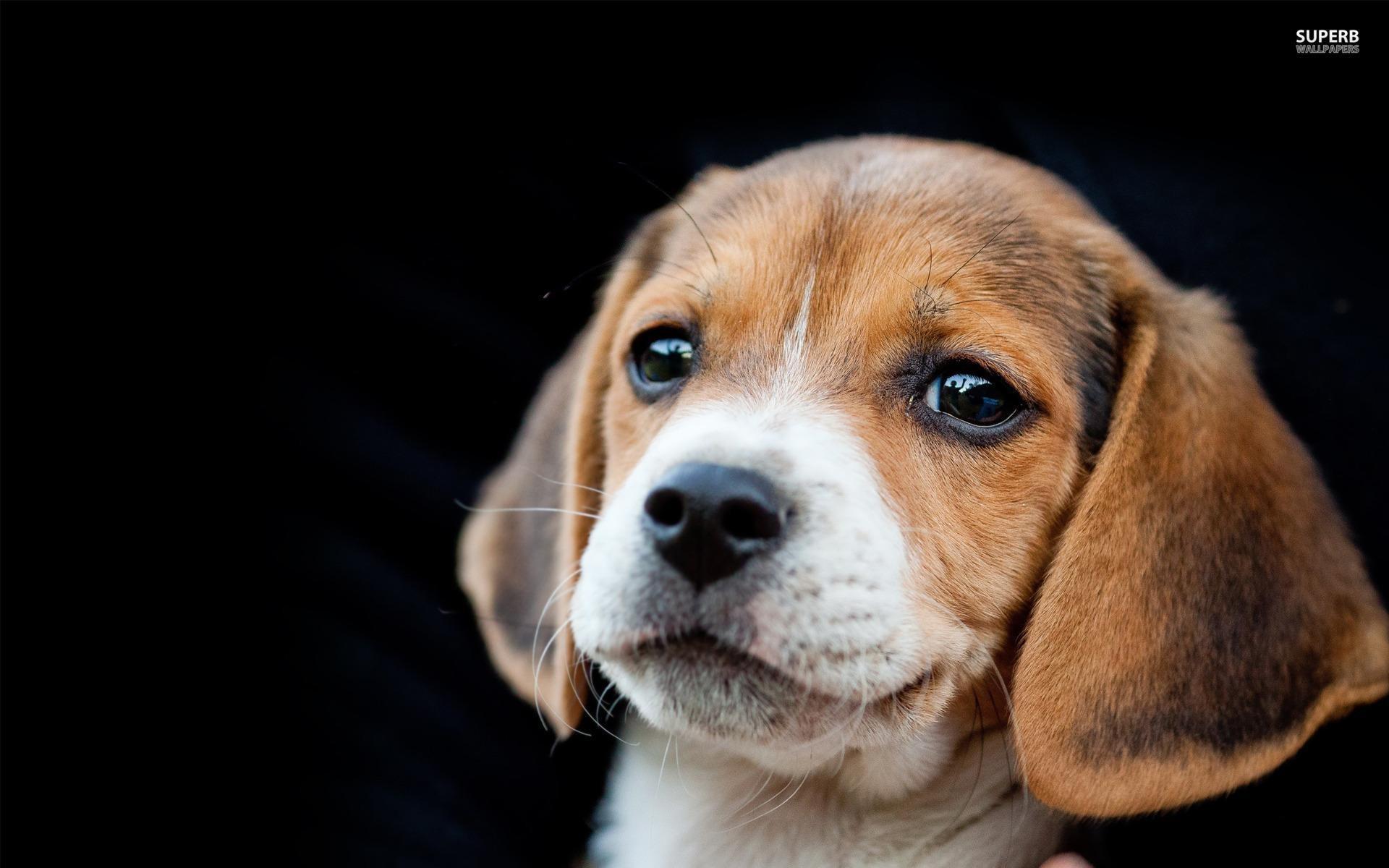 1920x1200 Beagle Puppy Wallpaper
